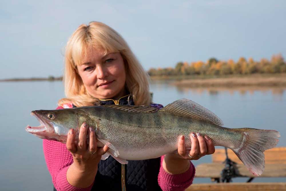 Ловля судака на берегу Волги
